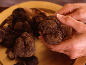 brushing truffles