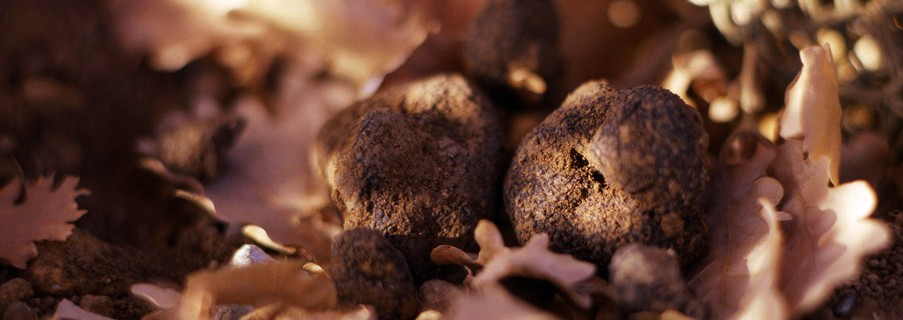 truffes noires - Martino - Valensole
